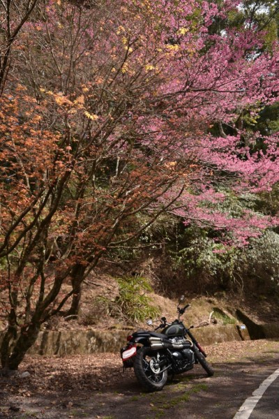 大雪山櫻花     攝影：東勢林區管理處張維純